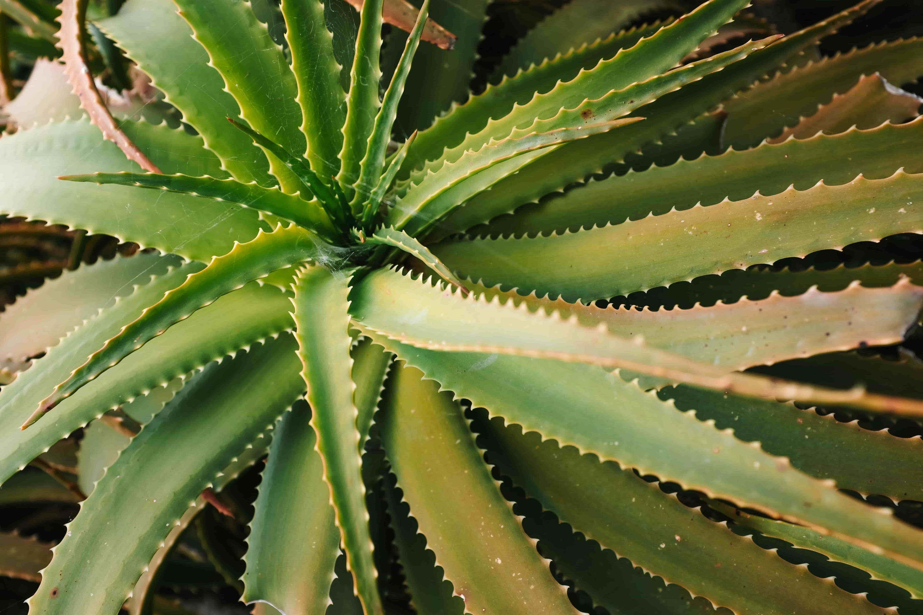 Aloë vera: natuurlijke verzachting met klinisch bewezen werking
